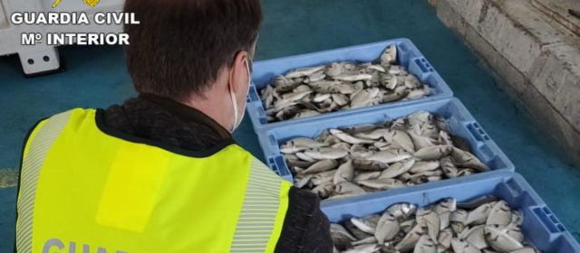 Aprehendidos 33,5 kg de dorada de talla antirreglamentaria en Vinaròs