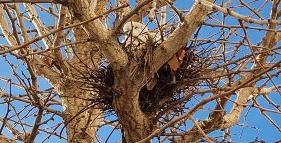 Fotos: tòrtores covant als arbres urbans de Vinaròs