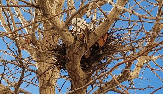 Fotos: tòrtores covant als arbres urbans de Vinaròs