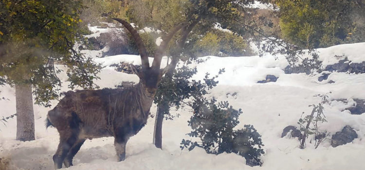 La sarna se expande entre las cabras montesas de la Tinença de Benifassà