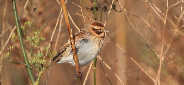 APNAL-Ecologistes en Acció celebra el Día Mundial de los Humedales exigiendo la protección de los humedales del Baix Maestrat