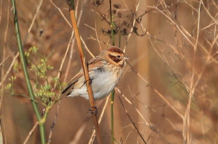 APNAL-Ecologistes en Acció celebra el Día Mundial de los Humedales exigiendo la protección de los humedales del Baix Maestrat