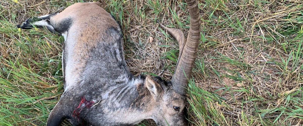 La recuperación de las cabras hispánica tardará años, según los veterinarios