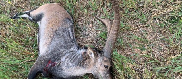 La recuperación de las cabras hispánica tardará años, según los veterinarios