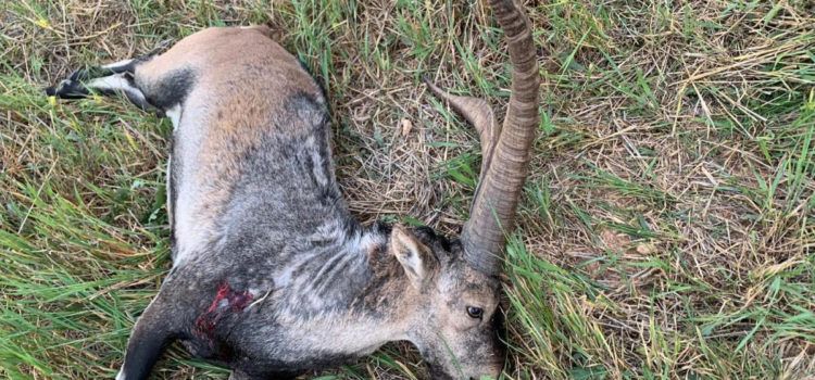 La recuperación de las cabras hispánica tardará años, según los veterinarios
