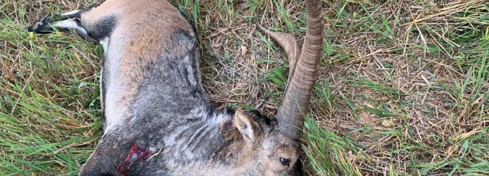 La recuperación de las cabras hispánica tardará años, según los veterinarios