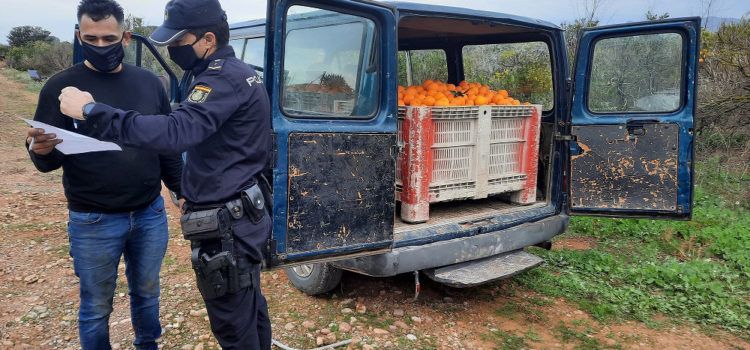 La Policía de la Generalitat detiene a 28 personas en 110 inspecciones durante la segunda campaña de prevención de robos y empleo ilegal en el campo