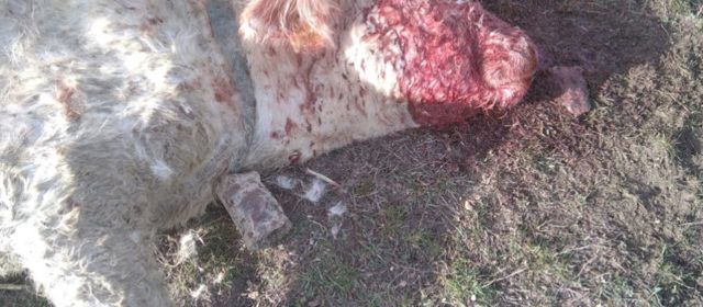 AVA-ASAJA reclama medidas urgentes tras tres ataques de buitres a vacas vivas en Castellón