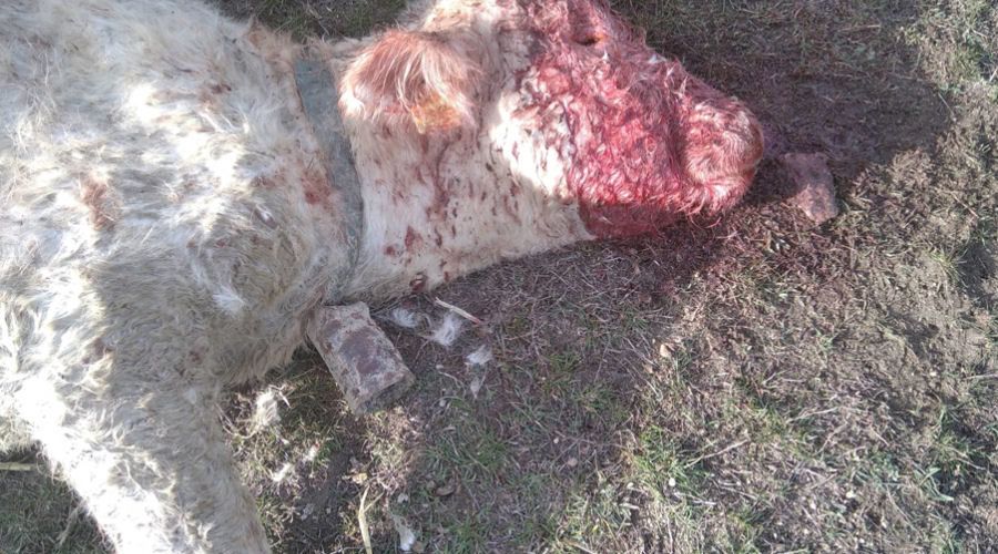 AVA-ASAJA reclama medidas urgentes tras tres ataques de buitres a vacas vivas en Castellón