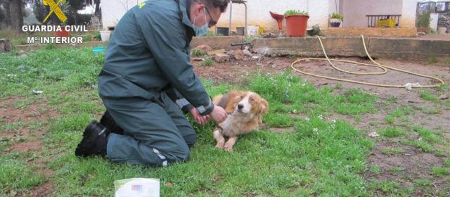 La Guardia Civil rescata a cuatro perros abandonados por sus dueños en una finca de Masdenverge
