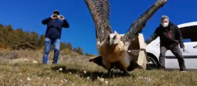 Alliberen al Parc Natural de la Tinença de Benifassà un trencalòs recuperat
