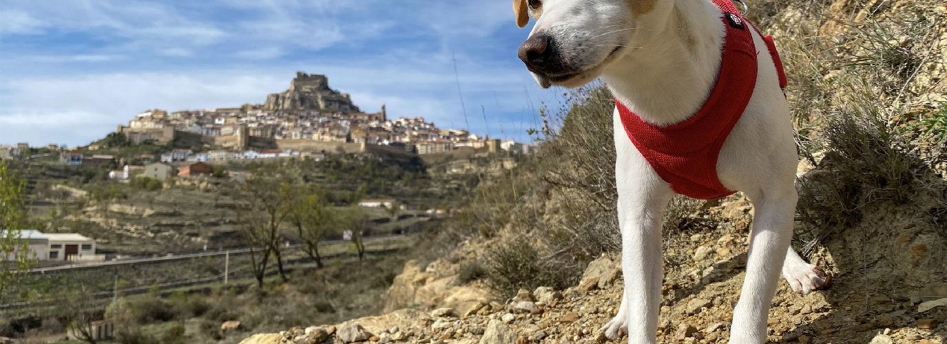 Pipper, el popular perro ‘influencer’ que ha dado la vuelta a España, llega a Morella