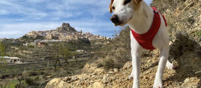 Pipper, el popular perro ‘influencer’ que ha dado la vuelta a España, llega a Morella