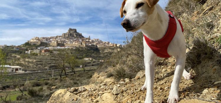 Pipper, el popular perro ‘influencer’ que ha dado la vuelta a España, llega a Morella