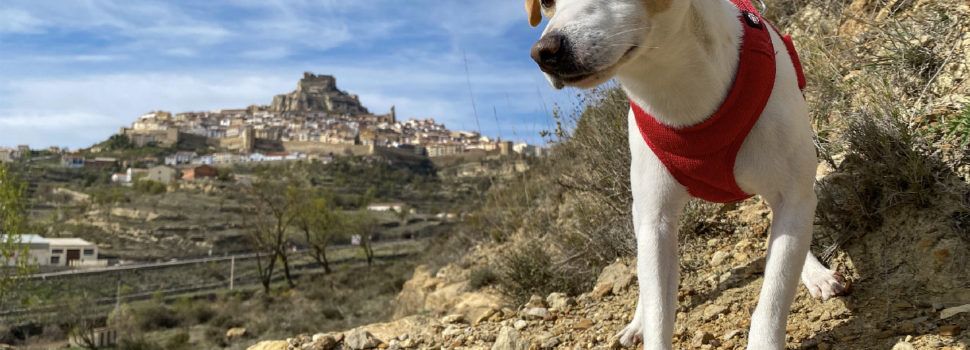Pipper, el popular perro ‘influencer’ que ha dado la vuelta a España, llega a Morella