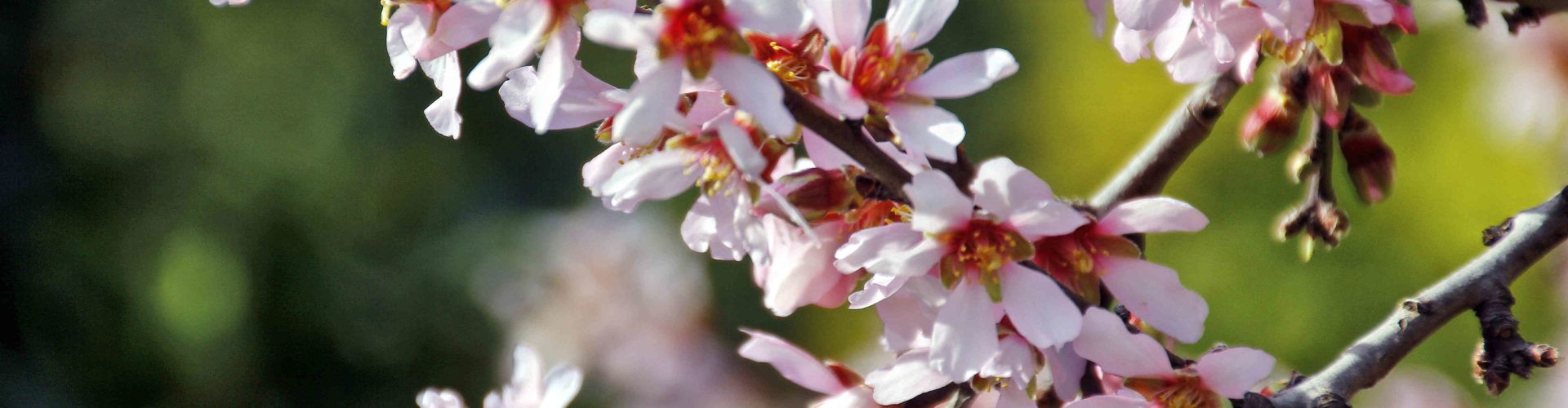 Ben Vist: La flor de l’ametler