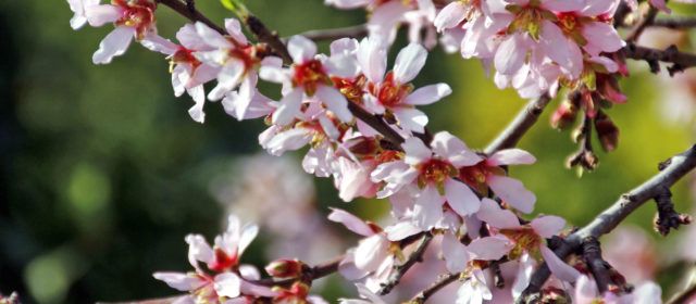 Ben Vist: La flor de l’ametler