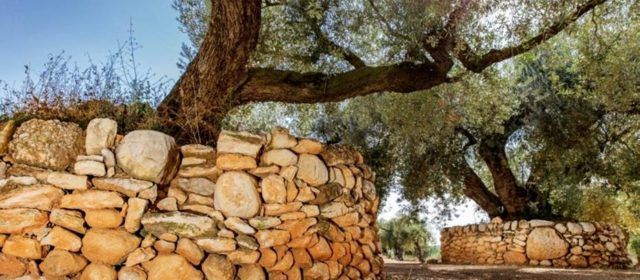 Disponibles los detalles de la práctica del cultivo de olivos centenarios de Sénia en España