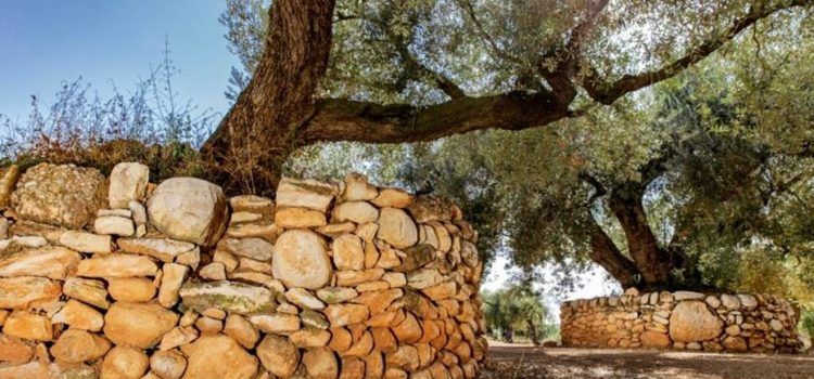 Disponibles los detalles de la práctica del cultivo de olivos centenarios de Sénia en España