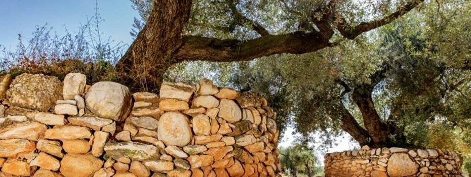Disponibles los detalles de la práctica del cultivo de olivos centenarios de Sénia en España