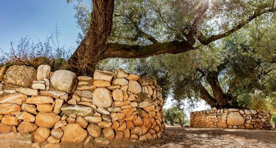 Disponibles los detalles de la práctica del cultivo de olivos centenarios de Sénia en España