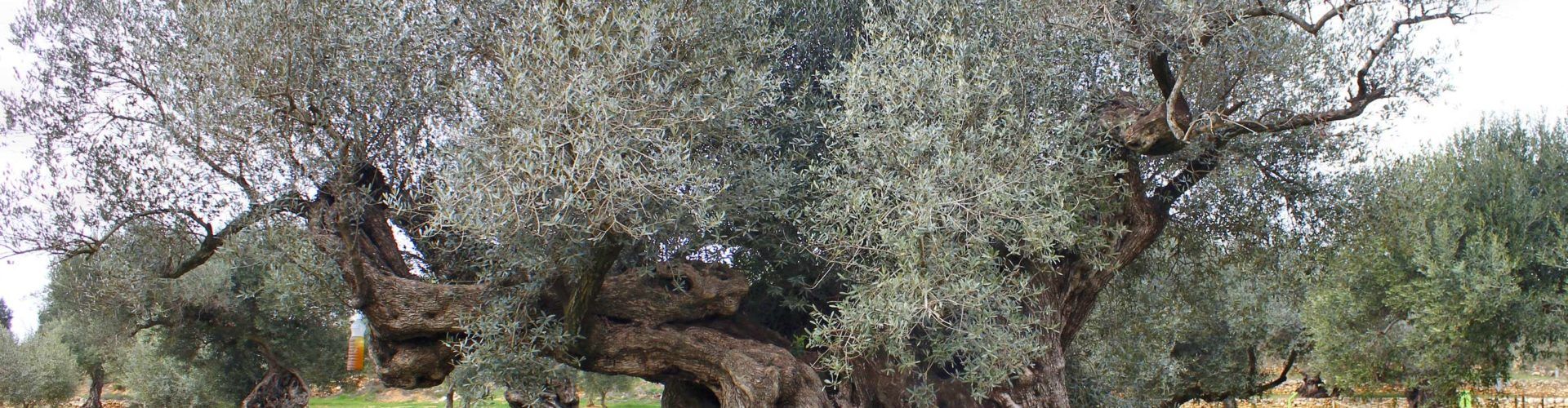 Ben Vist: Oliveres mil·lenàries de La Jana