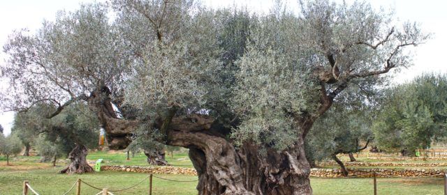 Ben Vist: Oliveres mil·lenàries de La Jana