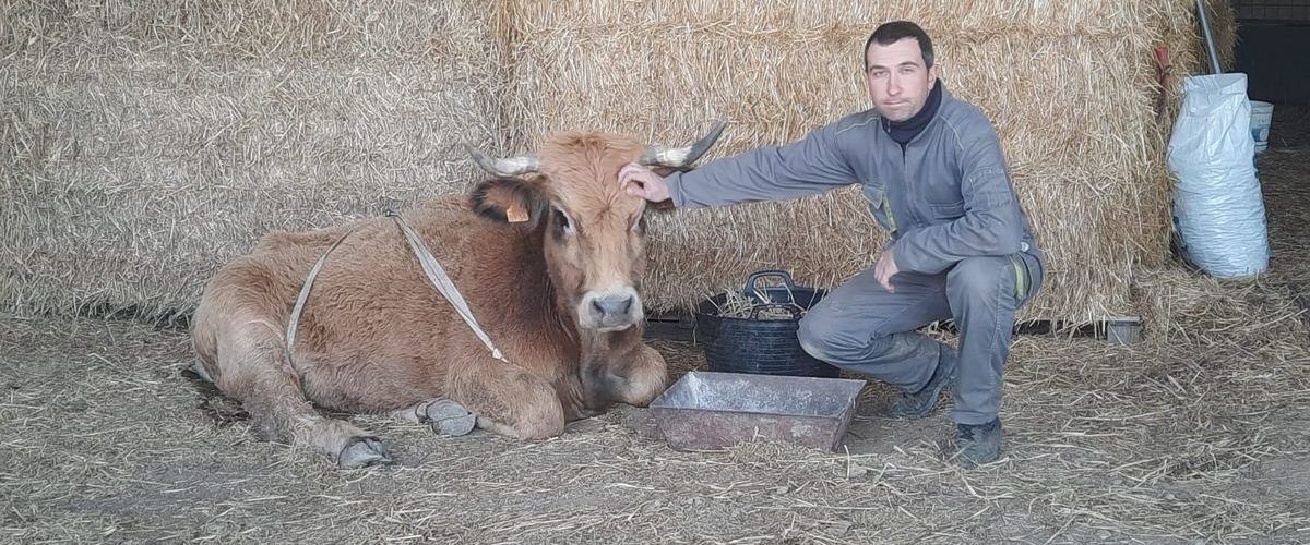El GPS salva la vida a una vaca en Morella