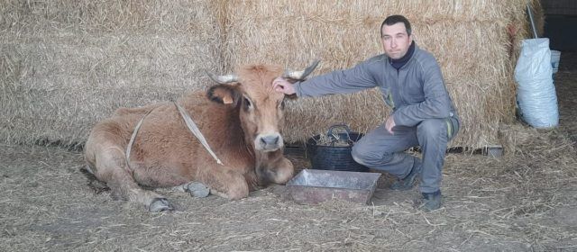 El GPS salva la vida a una vaca en Morella