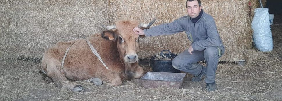 El GPS salva la vida a una vaca en Morella