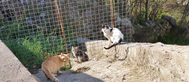 Cròniques des del Canà: Benestar animal
