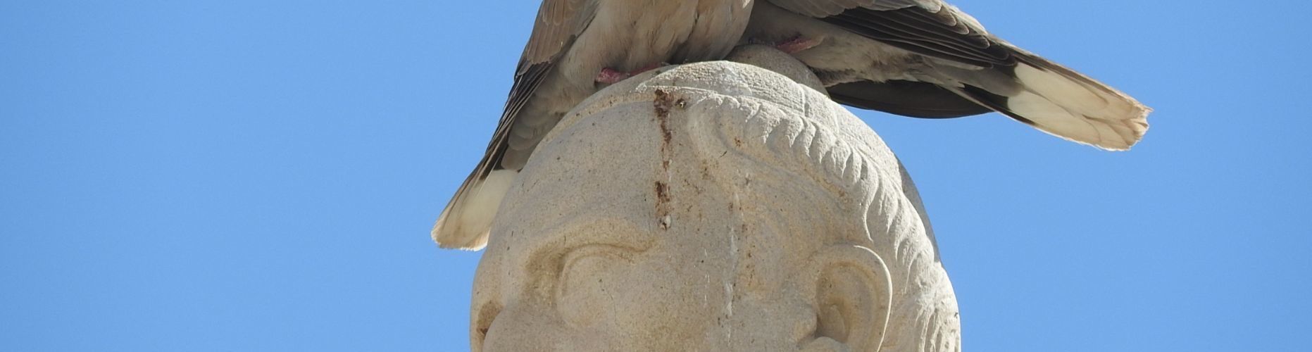 Fotos: L’estàtua de Costa i Borràs, “camp d’aterratge” per a tòrtores