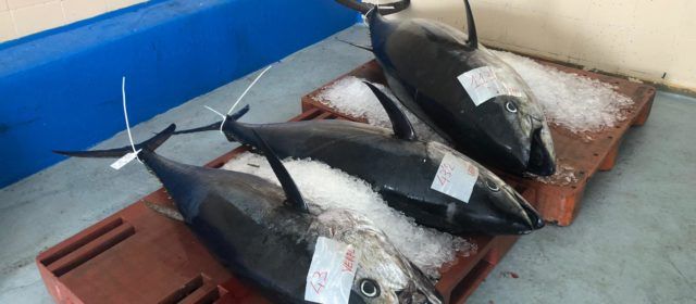 Els pescadors de la Comunitat Valenciana denuncien problemes per la plaga de tonyina roja al Mediterrani