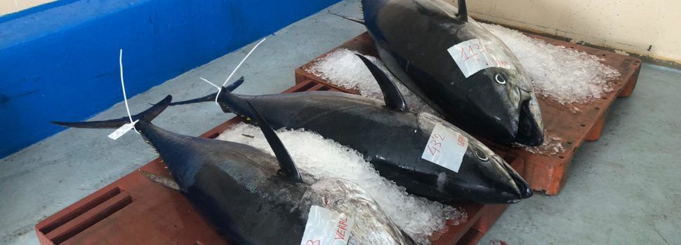 Els pescadors de la Comunitat Valenciana denuncien problemes per la plaga de tonyina roja al Mediterrani