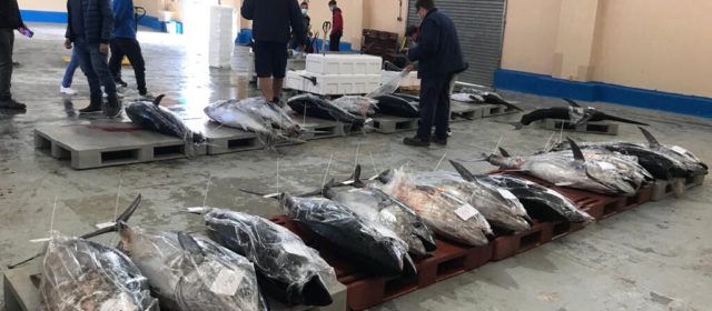 COINCOPESCA exerceix d’interlocutor de les embarcacions de pesca d’arts menors amb quota de tonyina roja de la Comunitat Valenciana