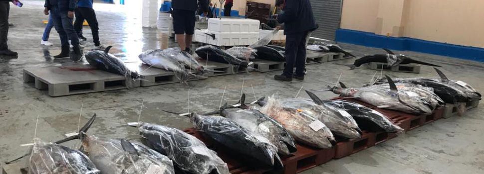 COINCOPESCA exerceix d’interlocutor de les embarcacions de pesca d’arts menors amb quota de tonyina roja de la Comunitat Valenciana