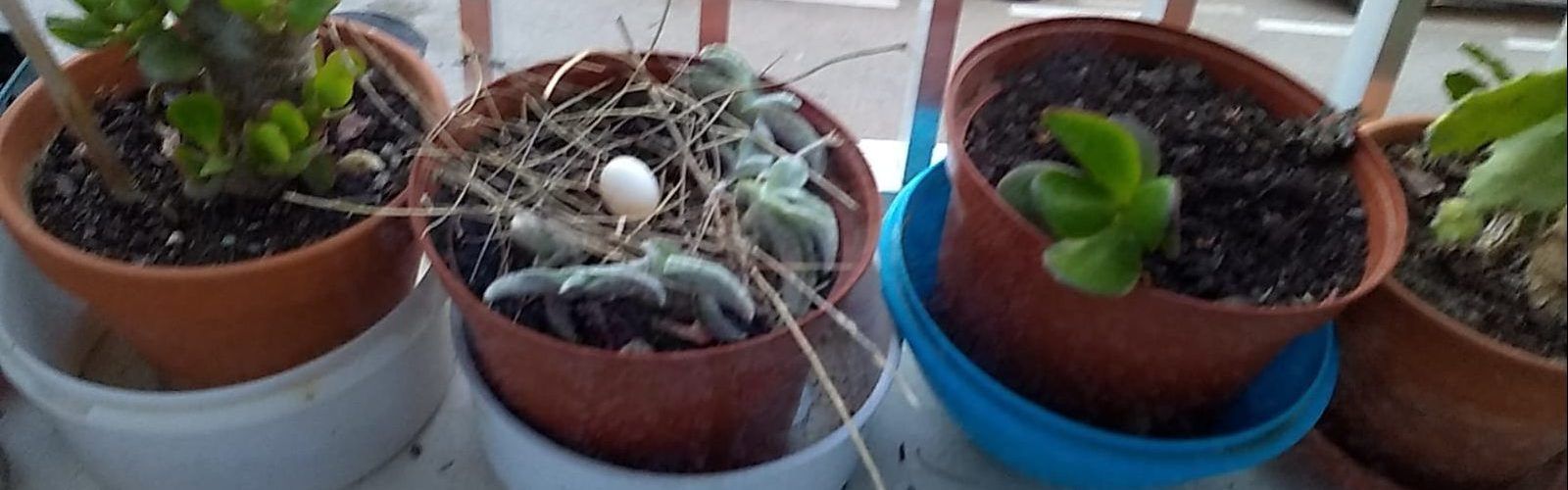 Fotos: Una tòrtora covant en una finestra de Vinaròs