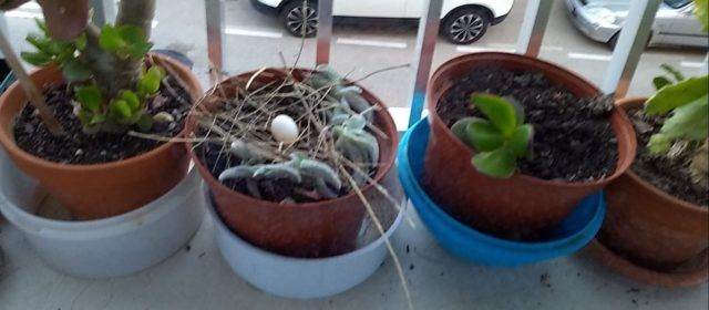 Fotos: Una tòrtora covant en una finestra de Vinaròs