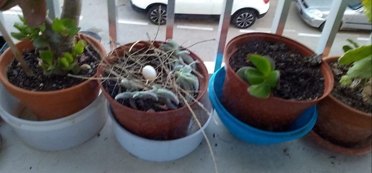 Fotos: Una tòrtora covant en una finestra de Vinaròs