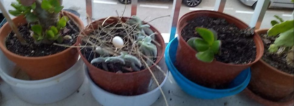 Fotos: Una tòrtora covant en una finestra de Vinaròs