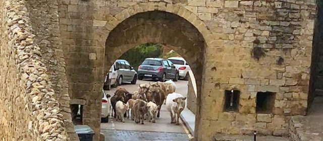 Vacas “excursionistas” en Morella