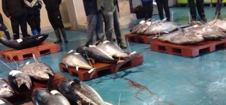Fotos: Subhasta de 17 tonyines a la llotja de Vinaròs