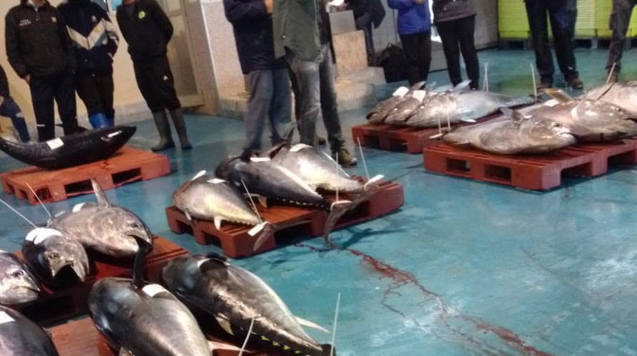 Fotos: Subhasta de 17 tonyines a la llotja de Vinaròs