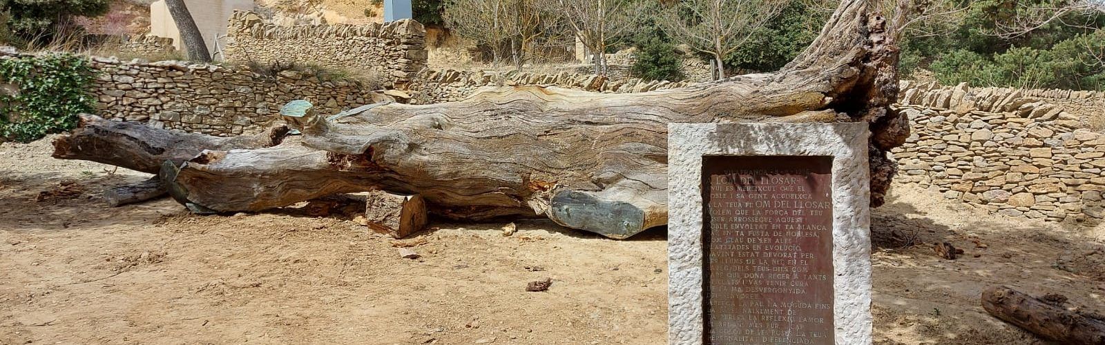 L’Om del Llosar en el Arboretum