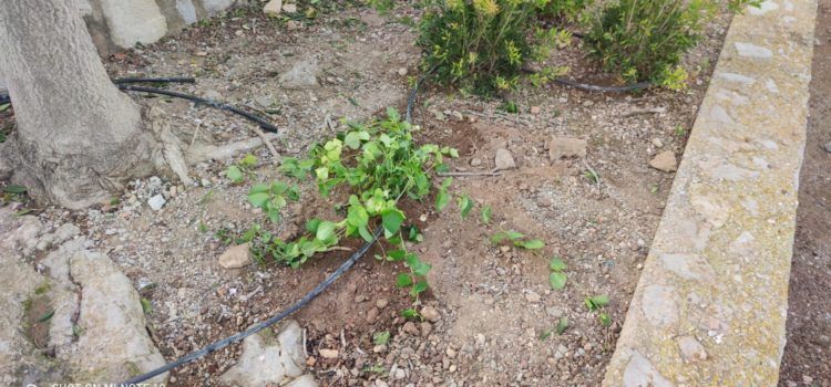 L’Ajuntament de Peníscola impulsa la millora de la jardineria en el municipi