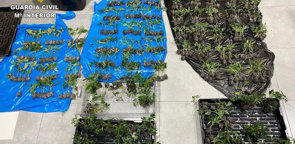 La Guardia Civil detiene a dos ocupantes de un vehículo en Morella que transportaban 401 plantas de marihuana