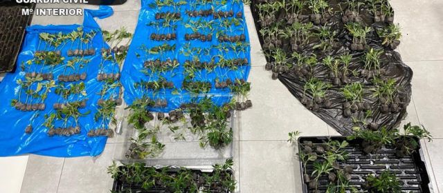 La Guardia Civil detiene a dos ocupantes de un vehículo en Morella que transportaban 401 plantas de marihuana