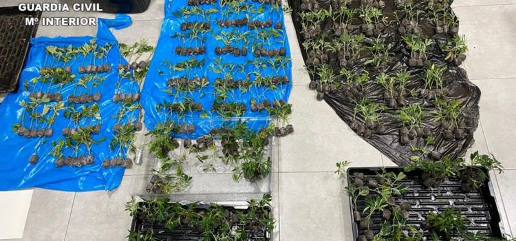 La Guardia Civil detiene a dos ocupantes de un vehículo en Morella que transportaban 401 plantas de marihuana