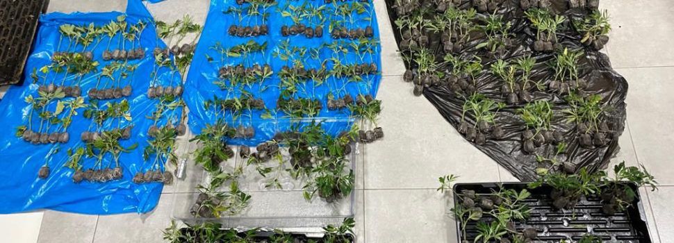 La Guardia Civil detiene a dos ocupantes de un vehículo en Morella que transportaban 401 plantas de marihuana