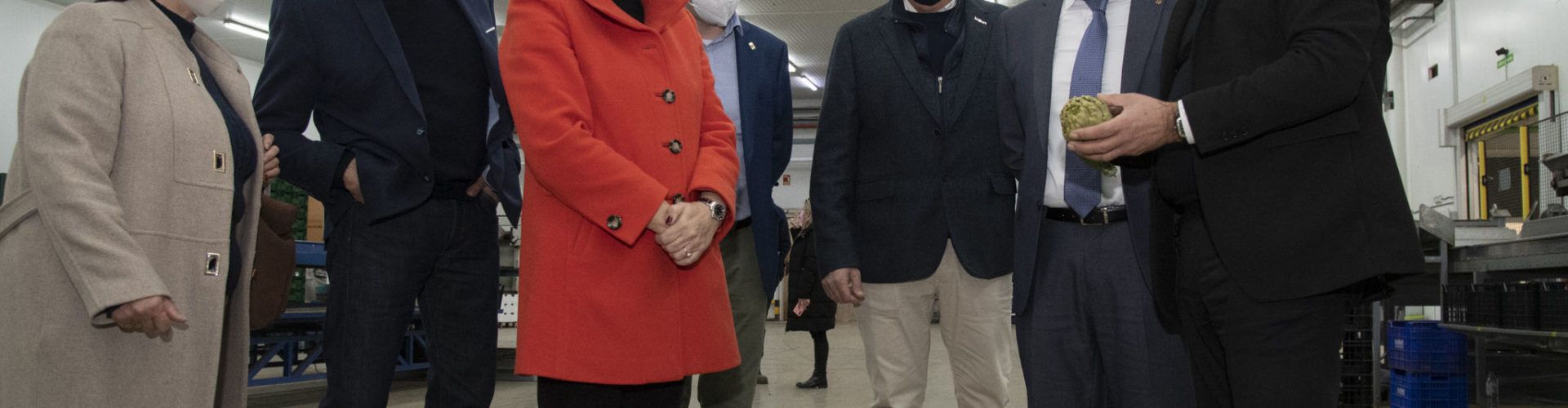 La Diputació subvenciona amb 57.000 euros a la DOP Carxofa de Benicarló per a canviar els plançons afectats pel fong verticillium